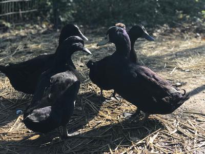 Cayuga Ducks