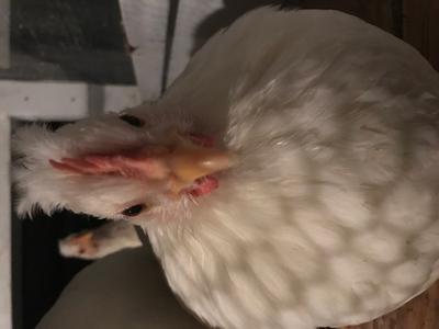 chickens for sale nj
