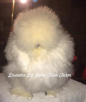 silkie chickens for sale nj