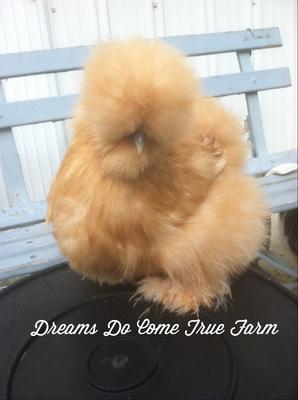 silkie chickens for sale nj