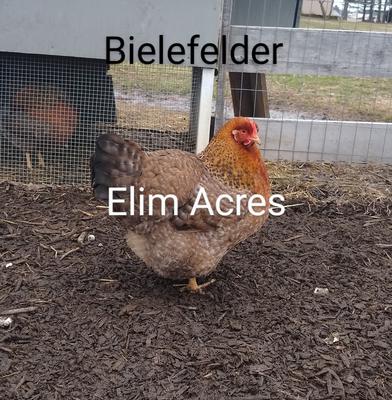 Bielefelder Hen