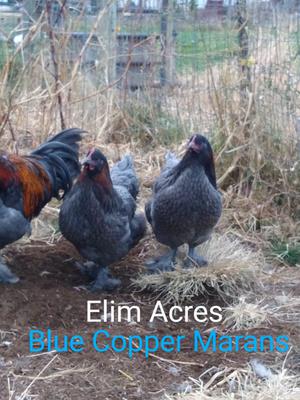 Blue Copper Marans Hens