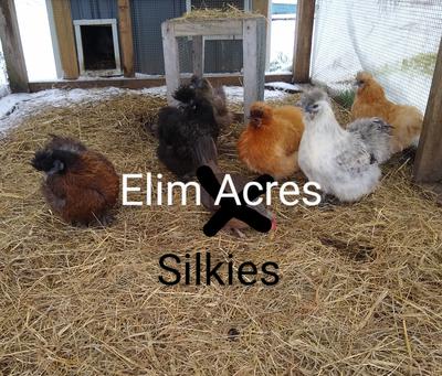 Silkies