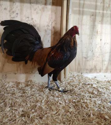 Brass Back American Game Male