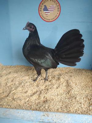 Black American Game Female