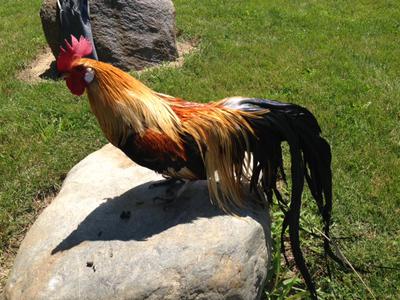 golden phoenix golden phoenix