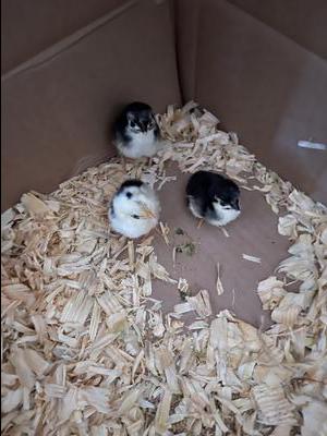 This year’s hatchling