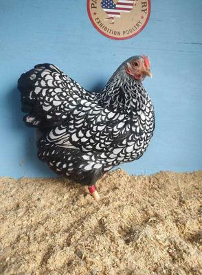 Silver Laced Wyandotte Bantam Female