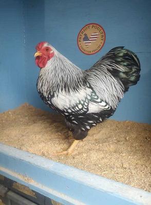 Silver Laced Wyandotte Bantam Male