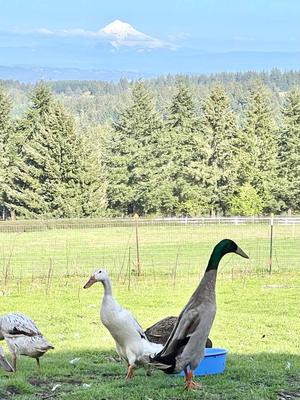 My beautiful dusky male and snowy females