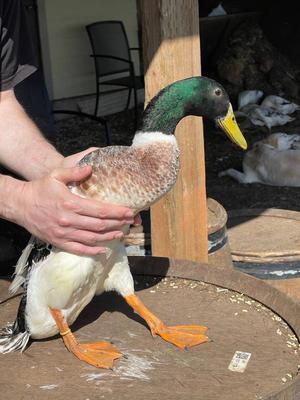 an Uncooperative snowy male