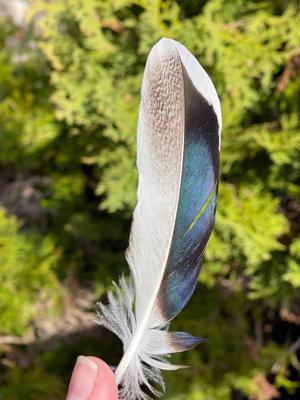 Snowy Male Wing Feather