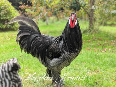 A blue Breda Fowl rooster (Rico)