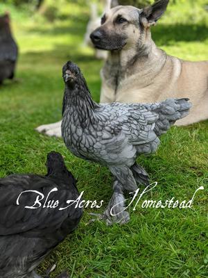 Blue and black Breda Fowl pullets, and Ava