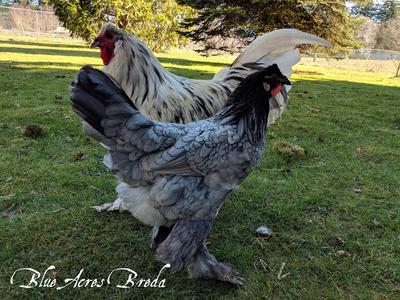 A blue Breda Fowl hen and a splash Breda Fowl rooster (Nico)