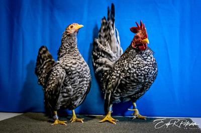 Cuckoo pullet and cock