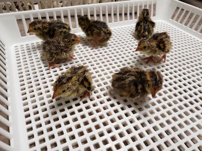 Jumbo Coturnix Quail Chicks