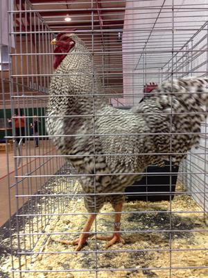 Res American, Res LF -- Dominique, cock - John Womack