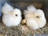 Silkie Mamas