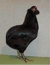 Black Araucana Pullet - Grand Champion Of Show, Shereveport, LA 2013 & Reserve Grand Champion of Show, Pine Bluff, Arkansas 2013.