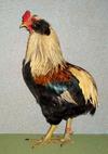 Golden Duckwing Araucana Cockerel, numerous Best of Variety and Reserve of Breed wins in 2013.