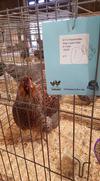 BLRW Pullet - BOB 2016 State Fair