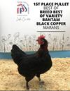 Bantam Black Copper Marans BB/BV