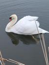 2- year old male Mute Swan