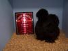 Black Silkie Hen Bantam Champion
