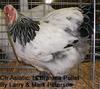 Champion Large Fowl