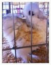 My Self Blue Cream Silkie