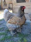 FL - Brahma chickens large fowl/rare colors