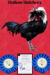 Outlaw Hatchery's White Crested Black Polish cockerel