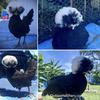 Outlaw Hatchery's White Crested Black Polish pullets - Babies! So cute.