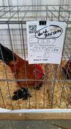 Kevin - Res. Ch. Bantam