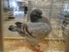 One of the champion pigeons 