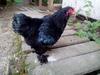 Black Brahma bantam Cockerel