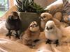 Silkie Chicks - For Sale