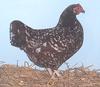 Home Of the Ohio National 2012 Champion Bantam Sussex Hen