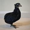 Black Araucana Chick