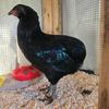Black Araucana Pullet