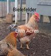 Bielefelder Rooster
