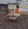 Bielefelder Hen