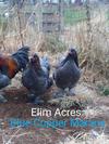 Blue Copper Marans Hens