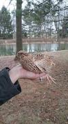 Coturnix Quail *we ship live birds!*