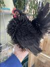 Frizzle hen