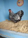 Silver Laced Wyandotte Bantam Female