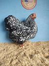 Silver Laced Wyandotte Bantam Female