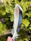 Snowy Male Wing Feather