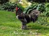 A blue Breda Fowl rooster (Marco)